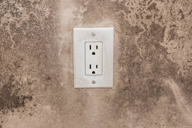 Reliable Bradford Woods, PA Mold Removal Solutions